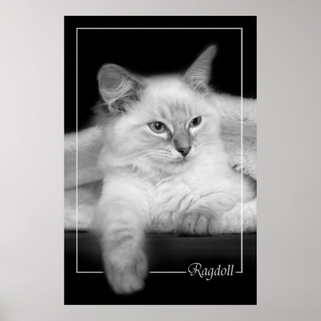 ragdoll kattunge poster (Framsidan)