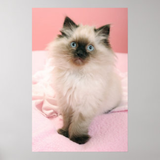 ragdoll kattunge poster