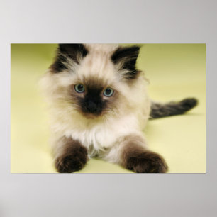 ragdoll kattunge poster