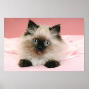 ragdoll kattunge poster