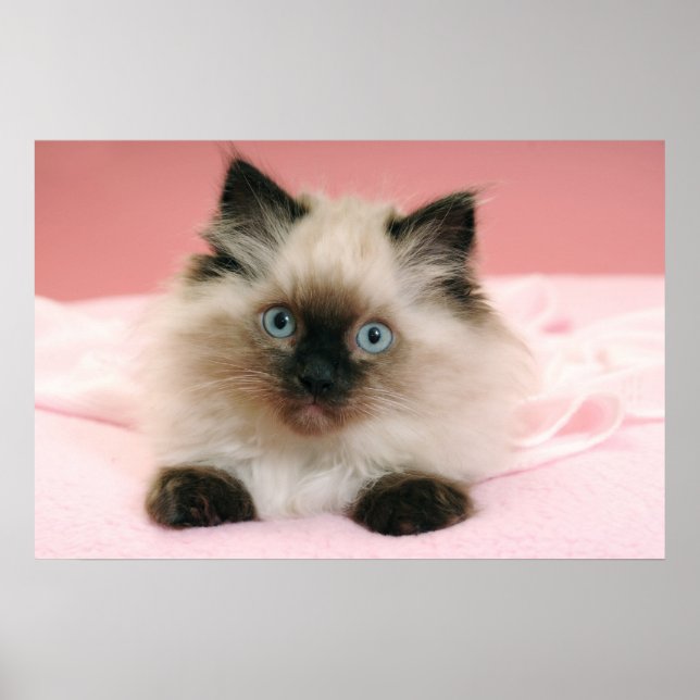 ragdoll kattunge poster (Framsidan)