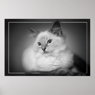 ragdoll kattunge poster