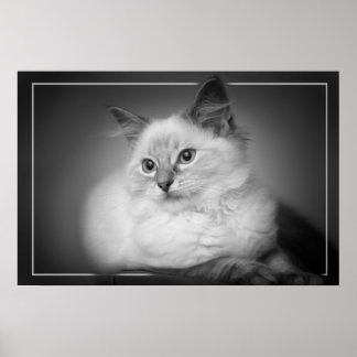 ragdoll kattunge poster
