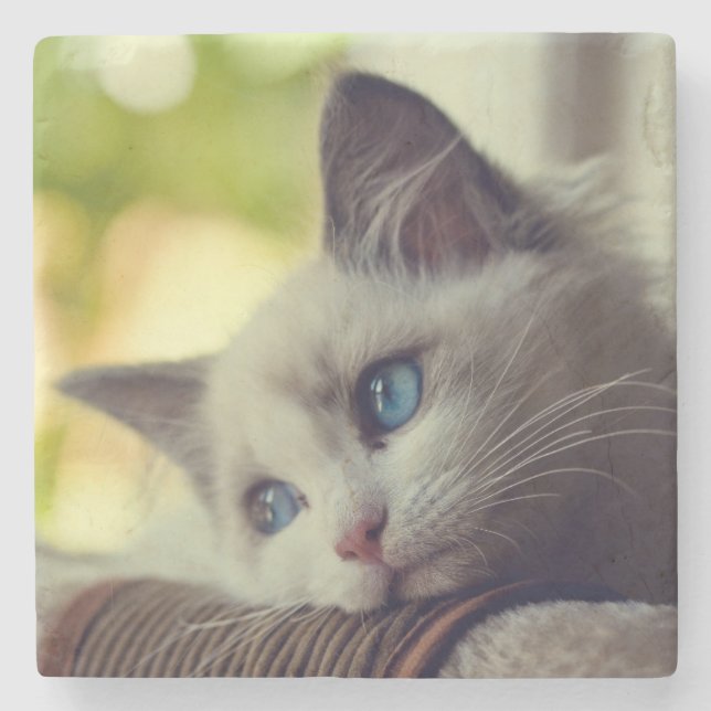 Ragdoll kattunge stenunderlägg (Framsidan)