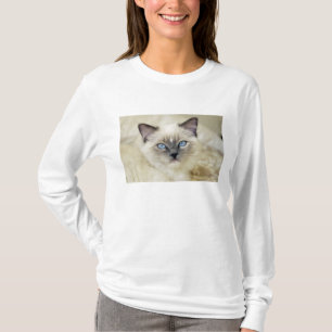 Ragdoll-kattunge Tee