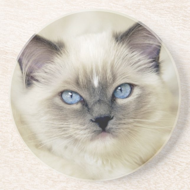Ragdoll-kattunge Underlägg (Framsidan)