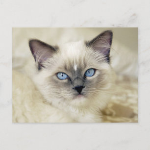 Ragdoll kattunge vykort