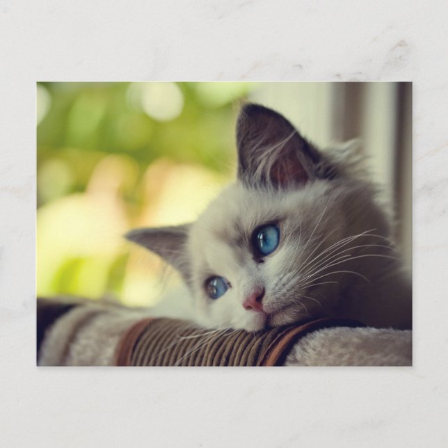 Ragdoll kattunge vykort (Framsida)
