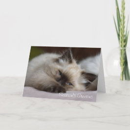 Ragdoll kattungejulkort helgkort
