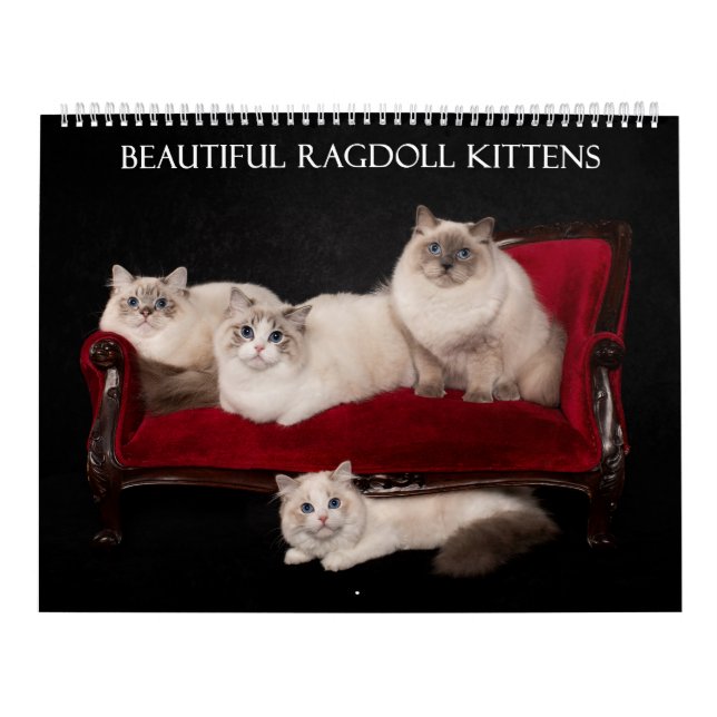 Ragdoll Kitten Calendar Kalender (Omslag)