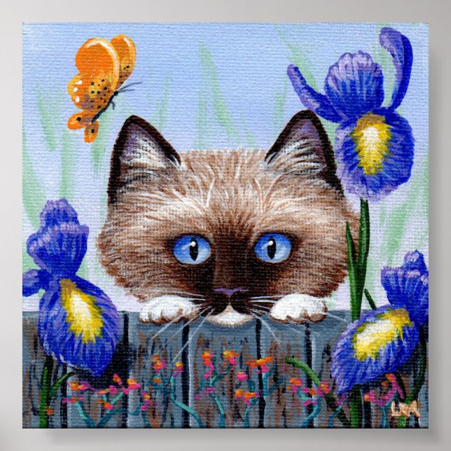 Ragdoll Kitten Cat Siamese Burmese Poster (Framsidan)