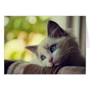 Ragdoll Kitten Hälsningskort