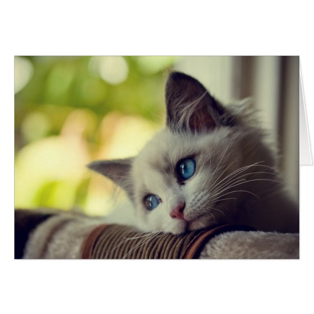 Ragdoll Kitten Hälsningskort (Framsidan Horizontal)