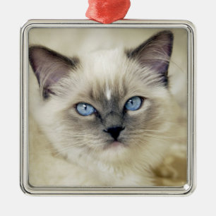 Ragdoll kitten julgransprydnad metall
