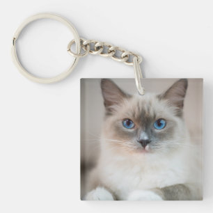 Ragdoll Kitten Porträtt