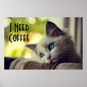 Ragdoll Kitten Poster