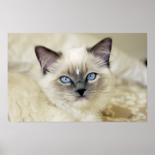 Ragdoll kitten poster (Framsidan)