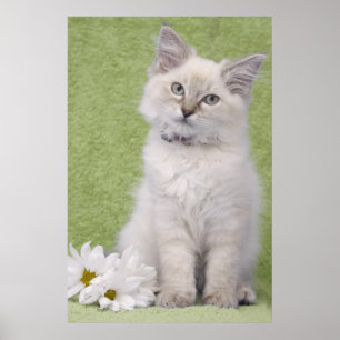 Ragdoll kitten poster med gröntens bakgrund