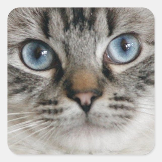 Ragdoll Kitten Sticker Fyrkantigt Klistermärke (Framsida)