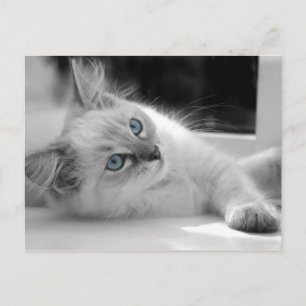 Ragdoll Kitten vykort
