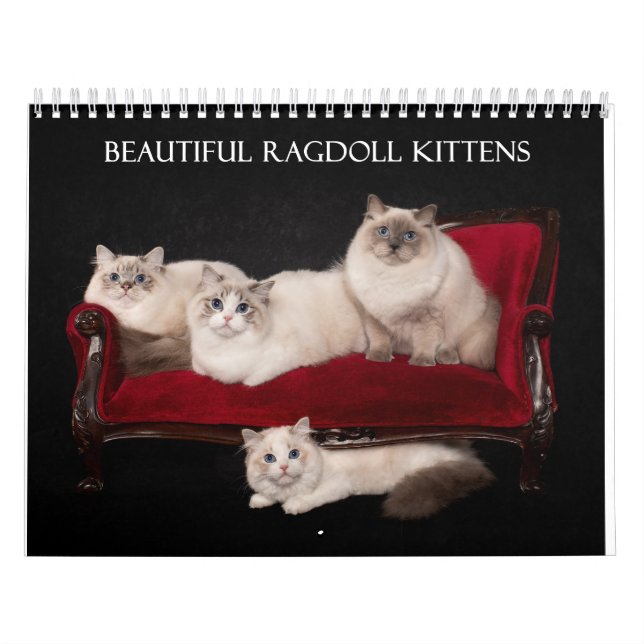 Ragdoll Kittens Kalender (Omslag)
