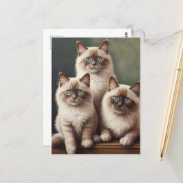 Ragdoll Kittens Sweet Cat Vykort