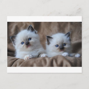 Ragdoll Kittens Vykort