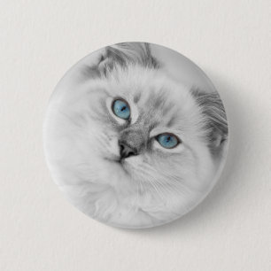 ragdoll knäppas knapp