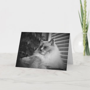 Ragdoll-kort Kort