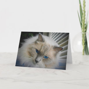 Ragdoll-kort Kort