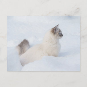 Ragdoll på postkortet snö vykort