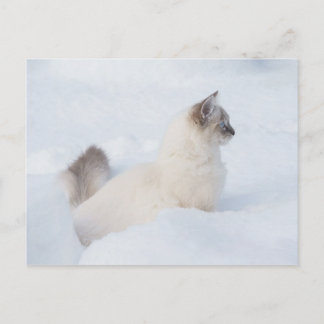 Ragdoll på postkortet snö vykort