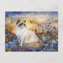 Ragdoll Postcross - vykort