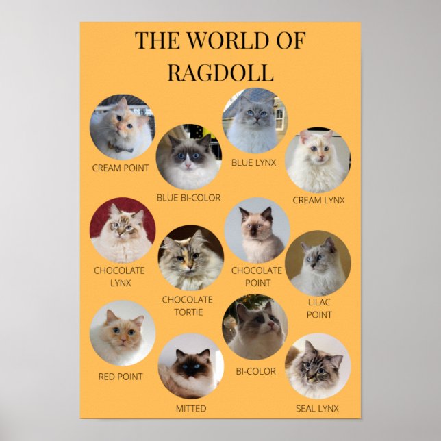 Ragdoll-världen, utskrivbar A3 eller mindre Poster (Framsidan)