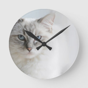 ragdollkatten tar tid på rund klocka