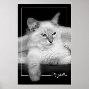 ragdollkattungeaffisch poster