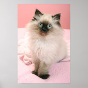 ragdollkattungeaffisch poster