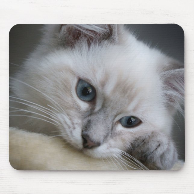 ragdollkattungemousepad musmatta (Framsidan)