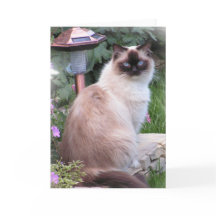 ragdollporträttkort