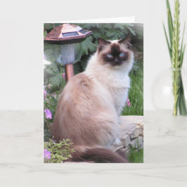 ragdollporträttkort kort