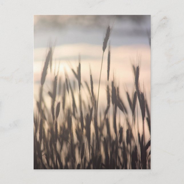 Råggroddal vid solnedgång vykort (Framsida)