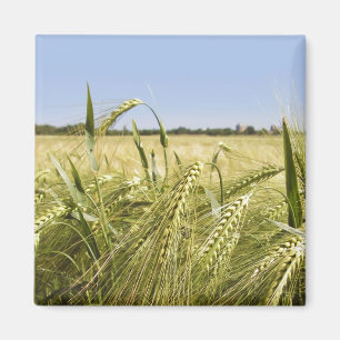 Rågkorn Botanisk Natur Magnet