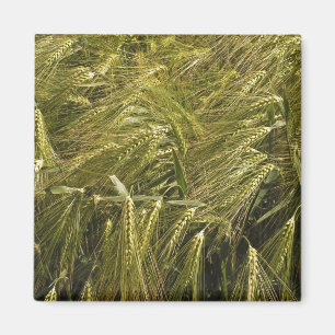 Rågkorn Botanisk Natur Magnet