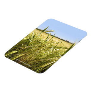 Rågkorn Botanisk Natur Magnet