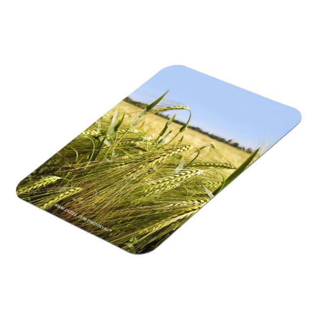 Rågkorn Botanisk Natur Magnet (Vänstra Sidan)