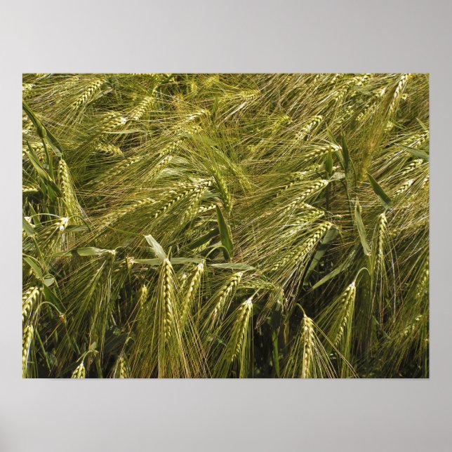 Rågkorn Botanisk Natur Poster (Framsidan)