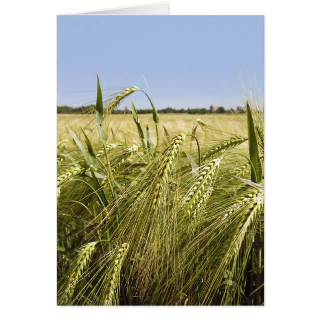 Rågkort Hälsningskort (Framsidan)