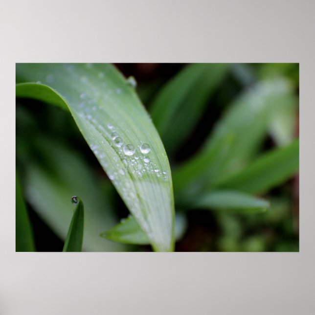 Rain Covered Grass Blades Poster (Framsidan)