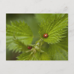 Rain Covered Ladybugs Vykort