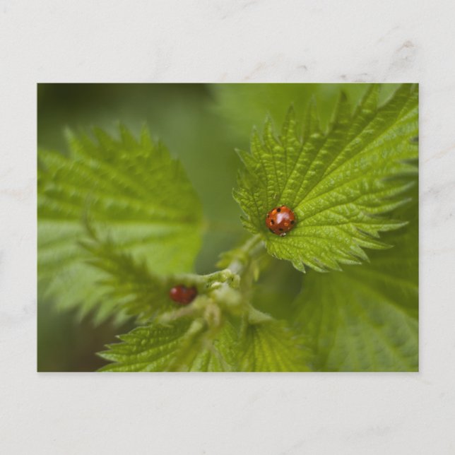 Rain Covered Ladybugs Vykort (Framsida)